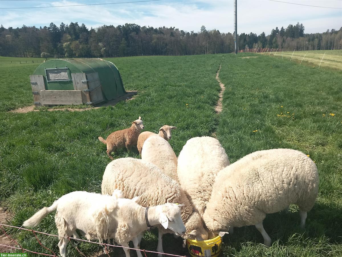 2 schöne Nolana Jungauen zu verkaufen