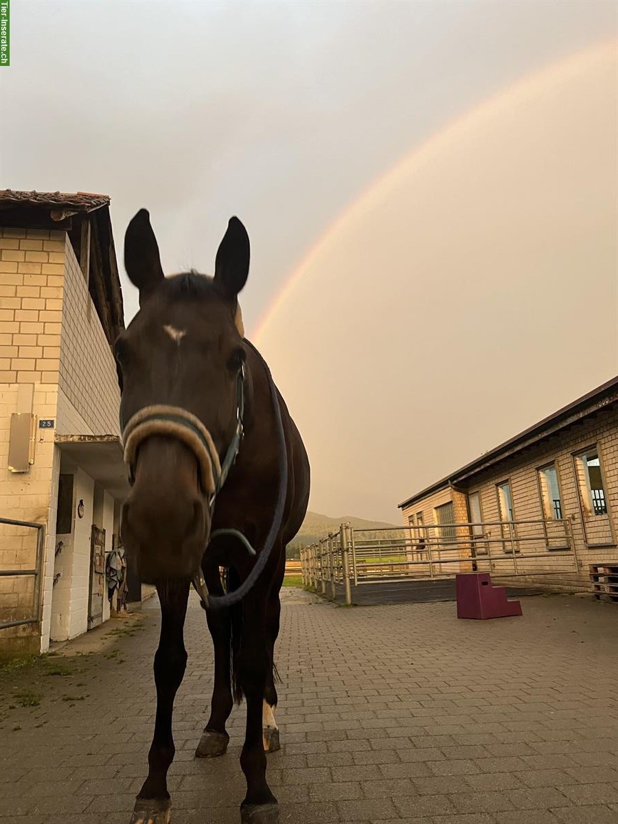 Pferd sucht Pflege- & Reitbeteiligung in Rodersdorf SO