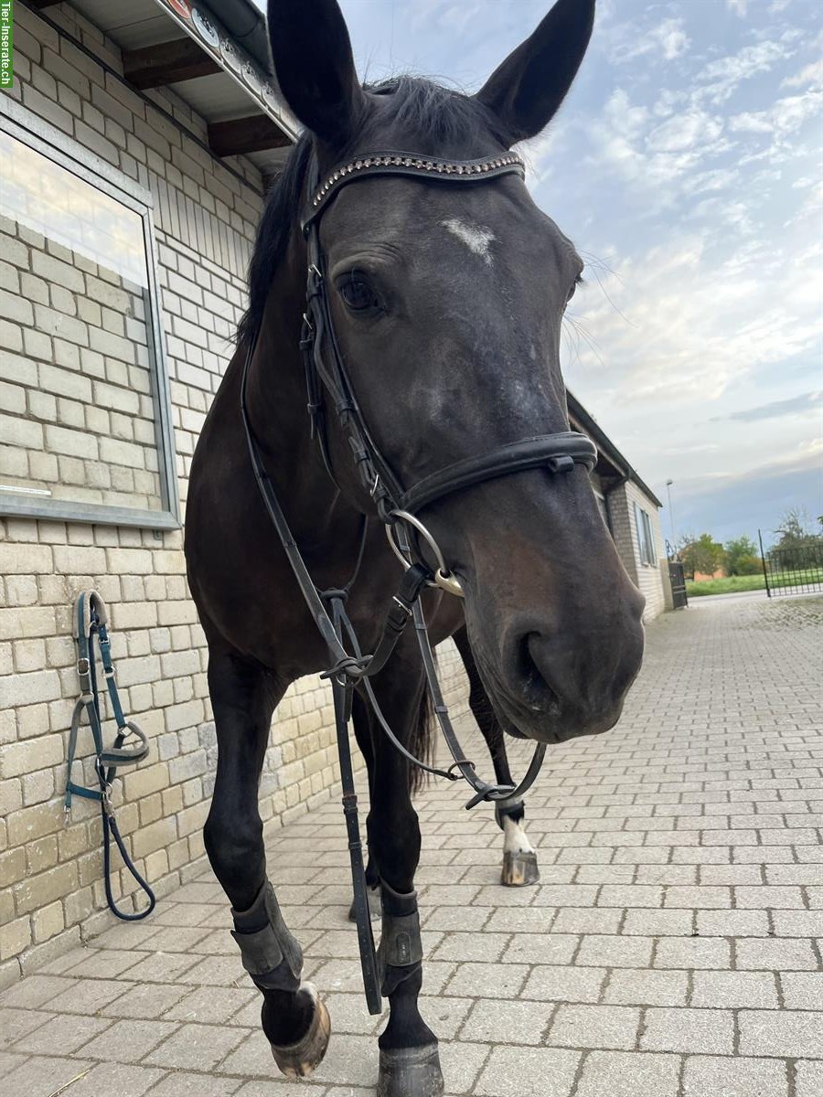 Bild 2: Pferd sucht Pflege- & Reitbeteiligung in Rodersdorf SO