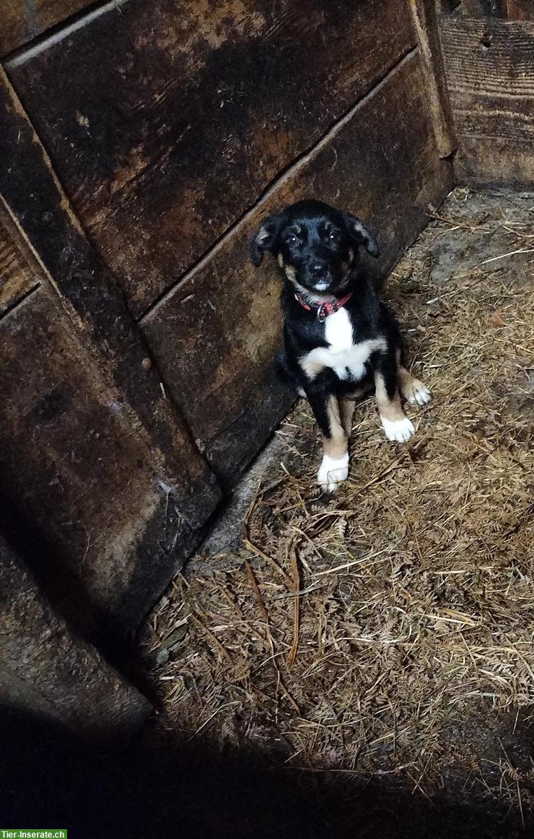 Bild 2: Kelpie x Border Collie Welpen suchen Zuhause