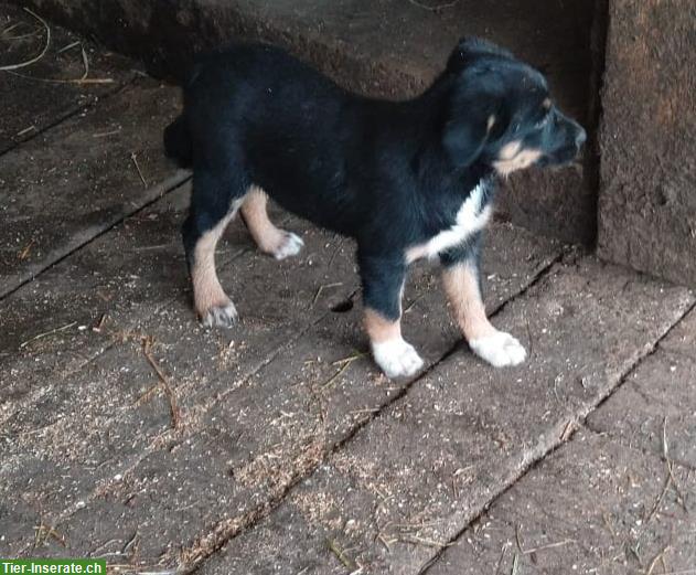 Bild 5: Kelpie x Border Collie Welpen suchen Zuhause