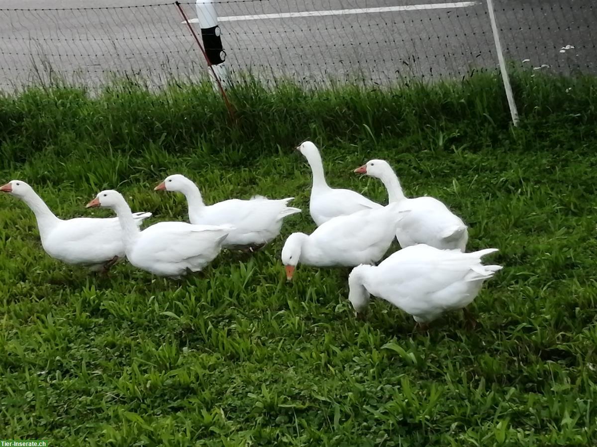 Diepholzer Gänse Zuchtpaar zu verkaufen