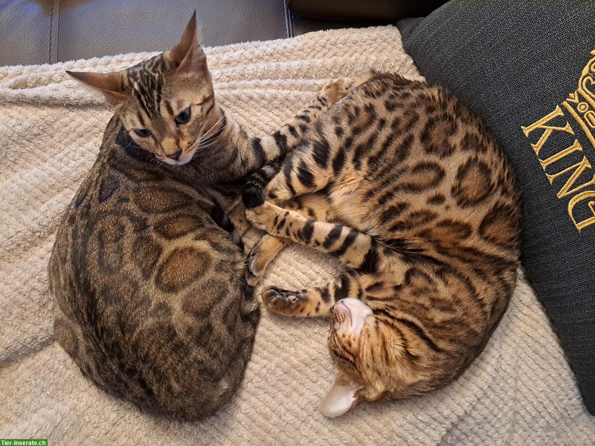 Bild 2: Bengal Katzengeschwister, 2-jährig, weiblich mit Zubehör