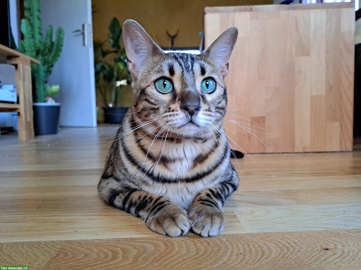 Bild 5: Bengal Katzengeschwister, 2-jährig, weiblich mit Zubehör