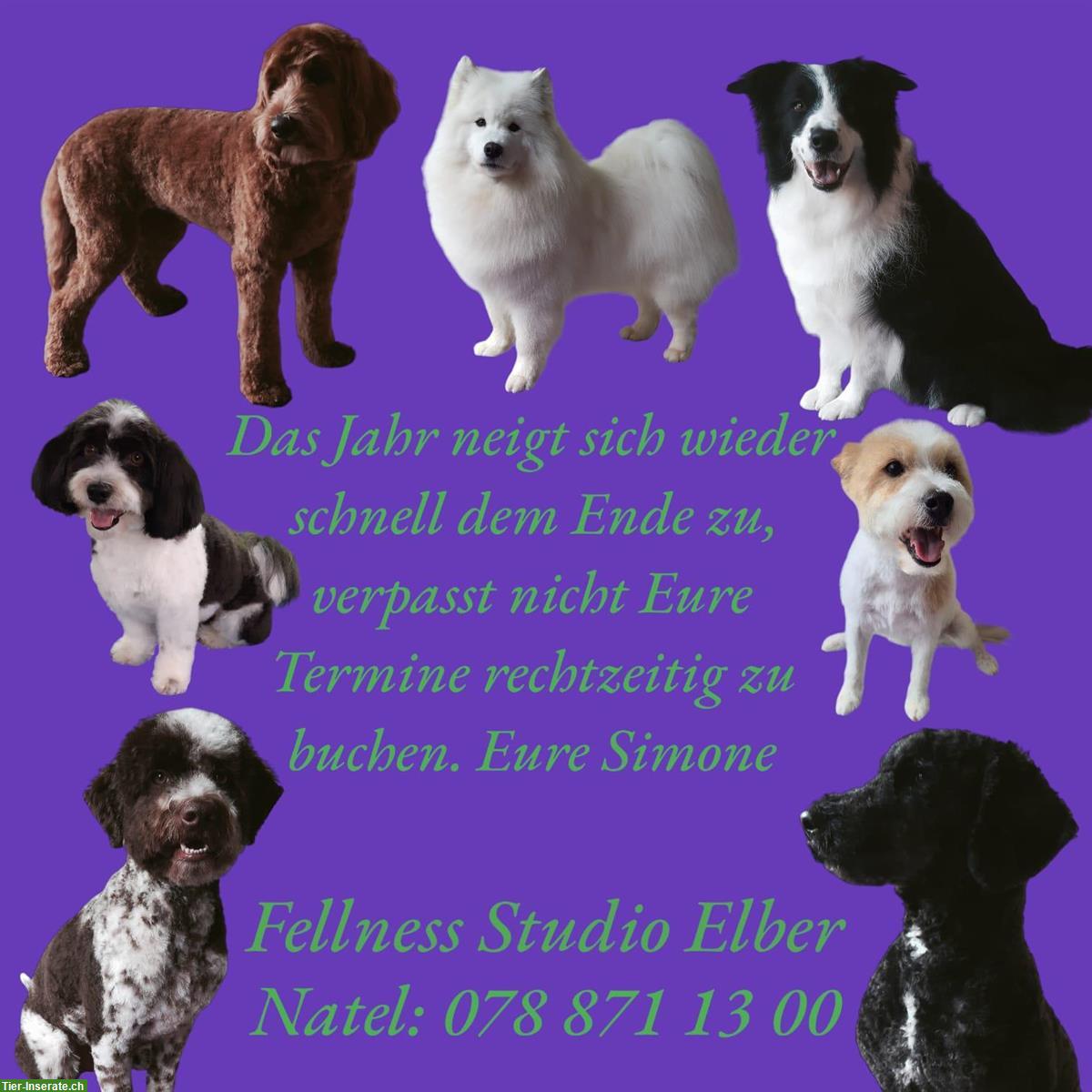 Bild 8: Hundesalon in Frauenfeld TG