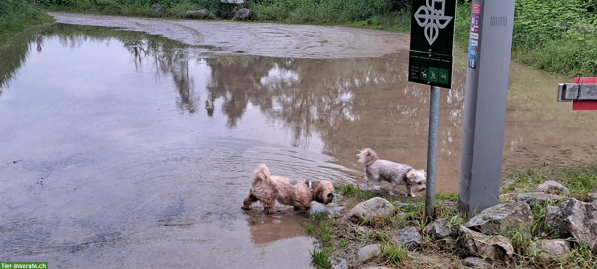 Bild 2: Hunde Pärchen Bolonka Rüde & Shih Tzu Hündin