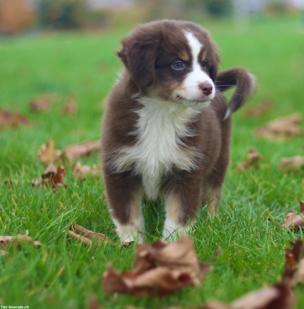 Mini Australian Shepherd Welpen zu verkaufen