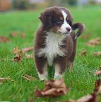 Mini Australian Shepherd Welpen zu verkaufen