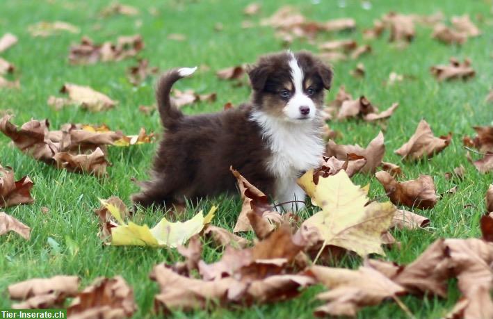 Bild 2: Mini Australian Shepherd Welpen zu verkaufen