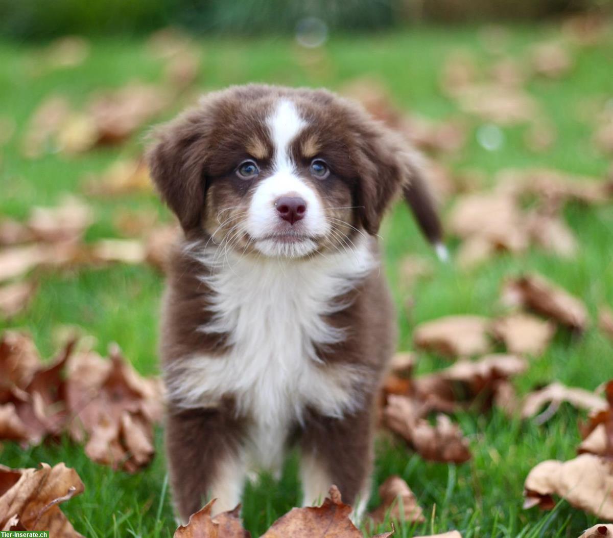 Bild 3: Mini Australian Shepherd Welpen zu verkaufen