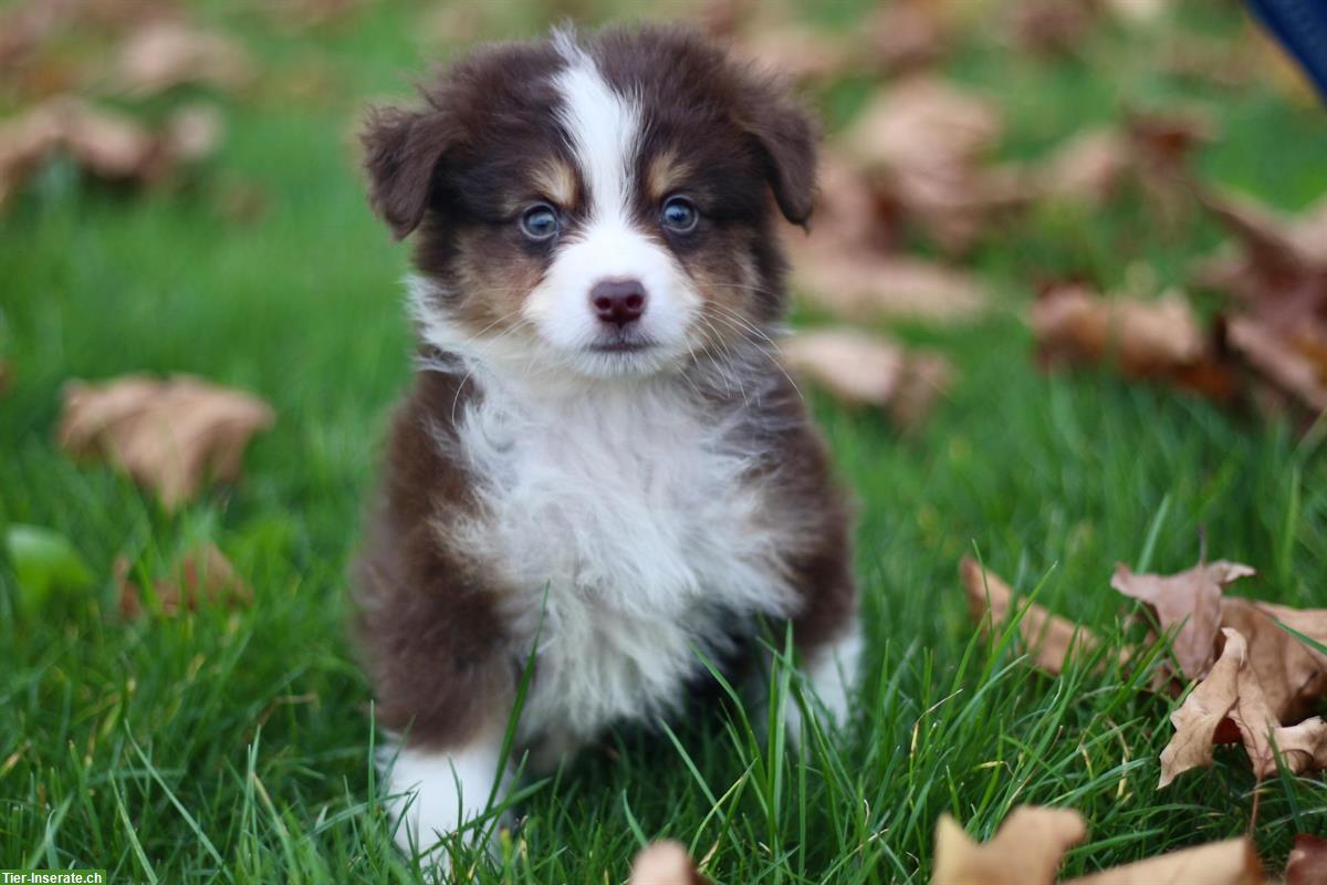 Bild 4: Mini Australian Shepherd Welpen zu verkaufen