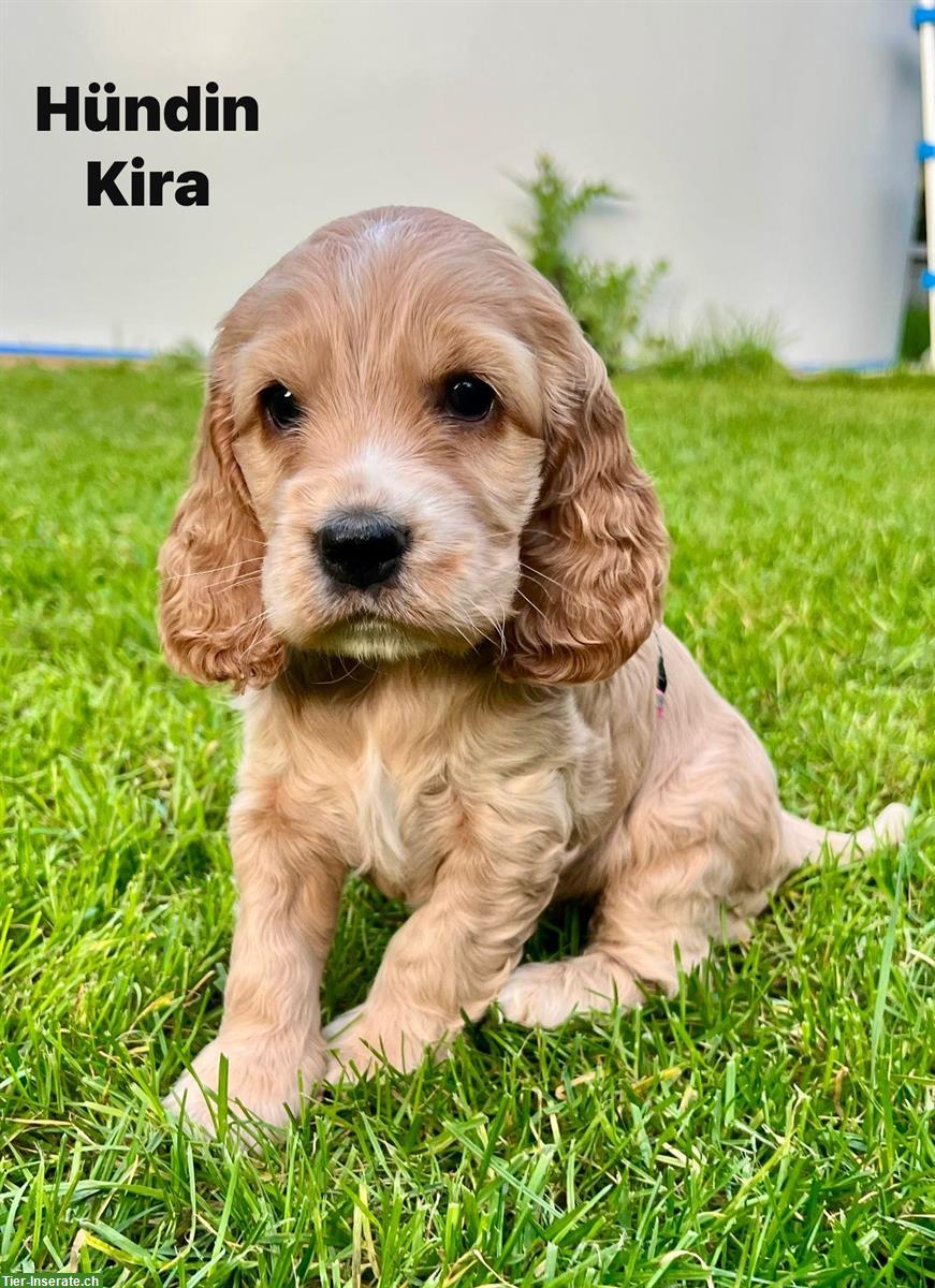 English Cocker Spaniel Welpen gold / blond