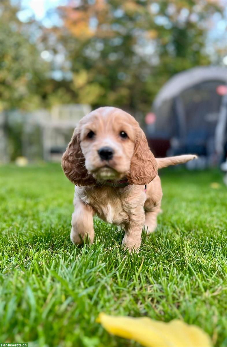 Bild 3: English Cocker Spaniel Welpen gold / blond