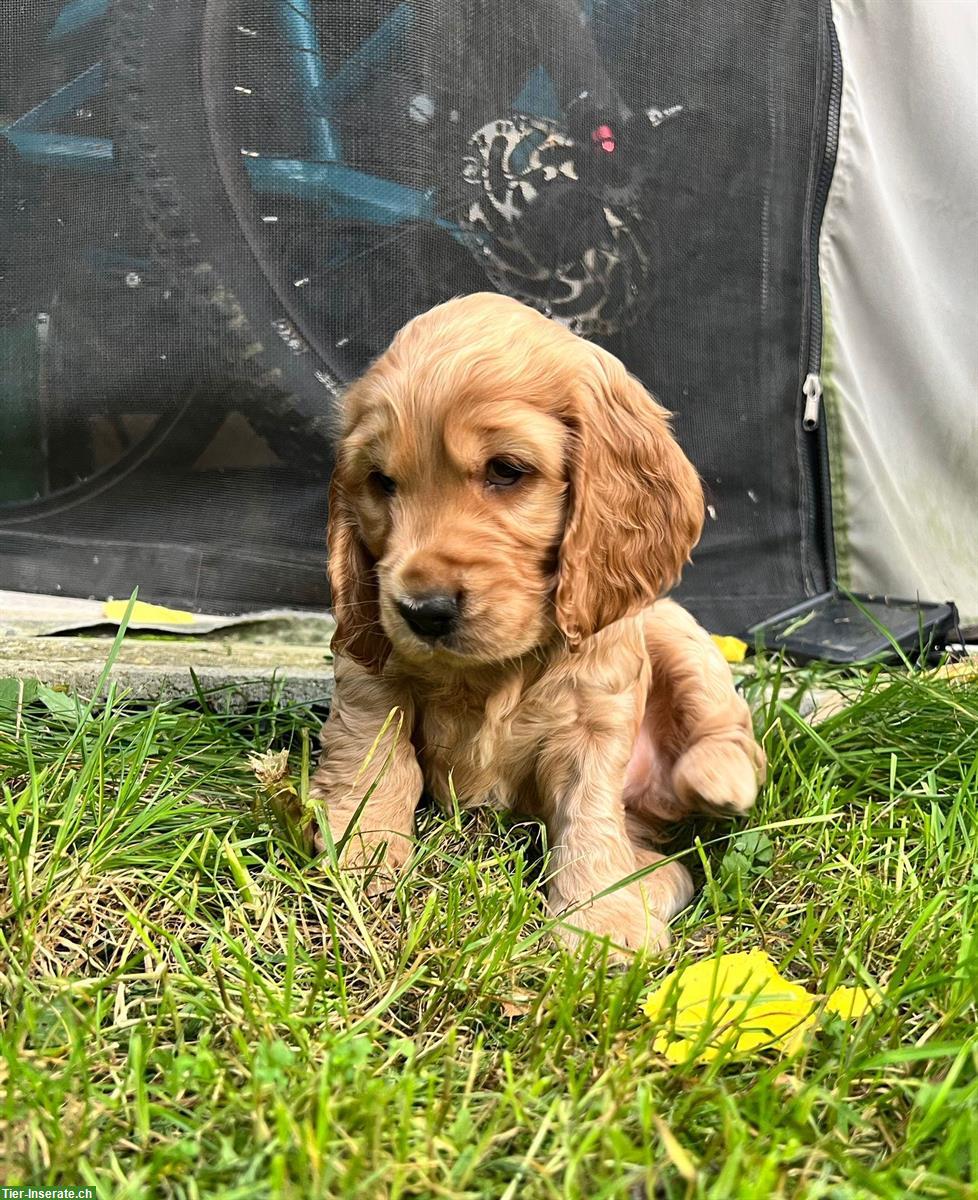 Bild 4: English Cocker Spaniel Welpen gold / blond