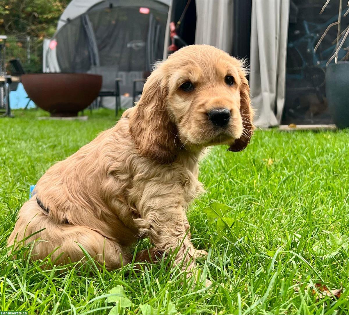 Bild 5: English Cocker Spaniel Welpen gold / blond