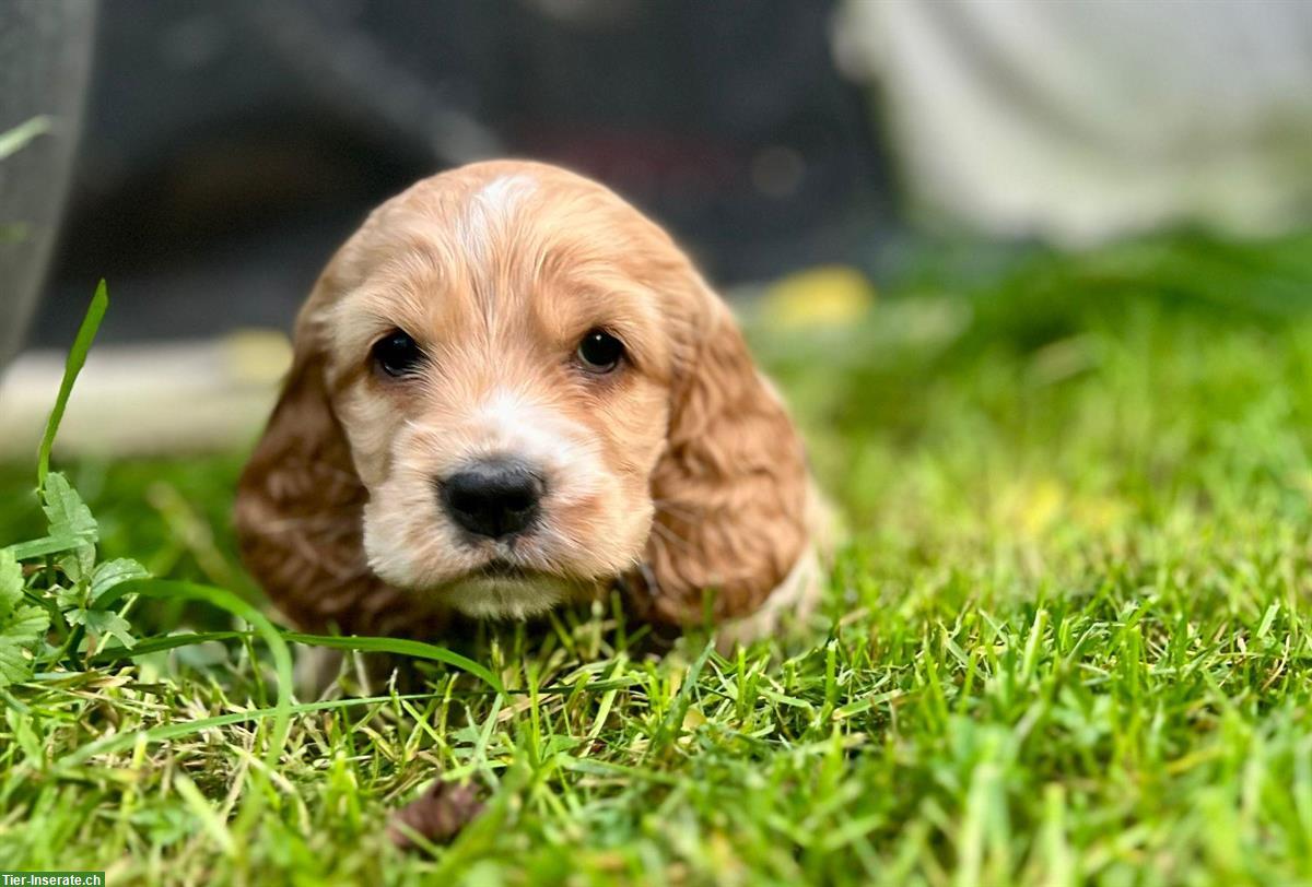 Bild 6: English Cocker Spaniel Welpen gold / blond