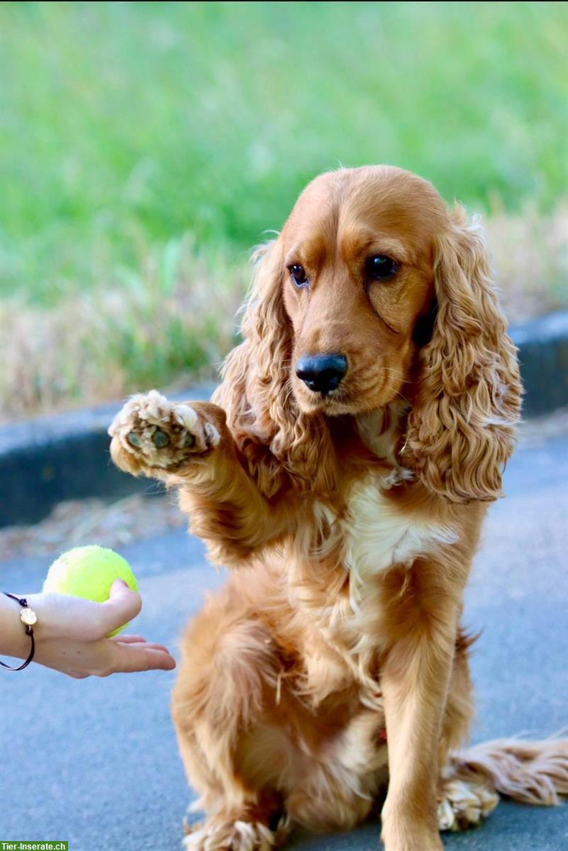 Bild 8: English Cocker Spaniel Welpen gold / blond