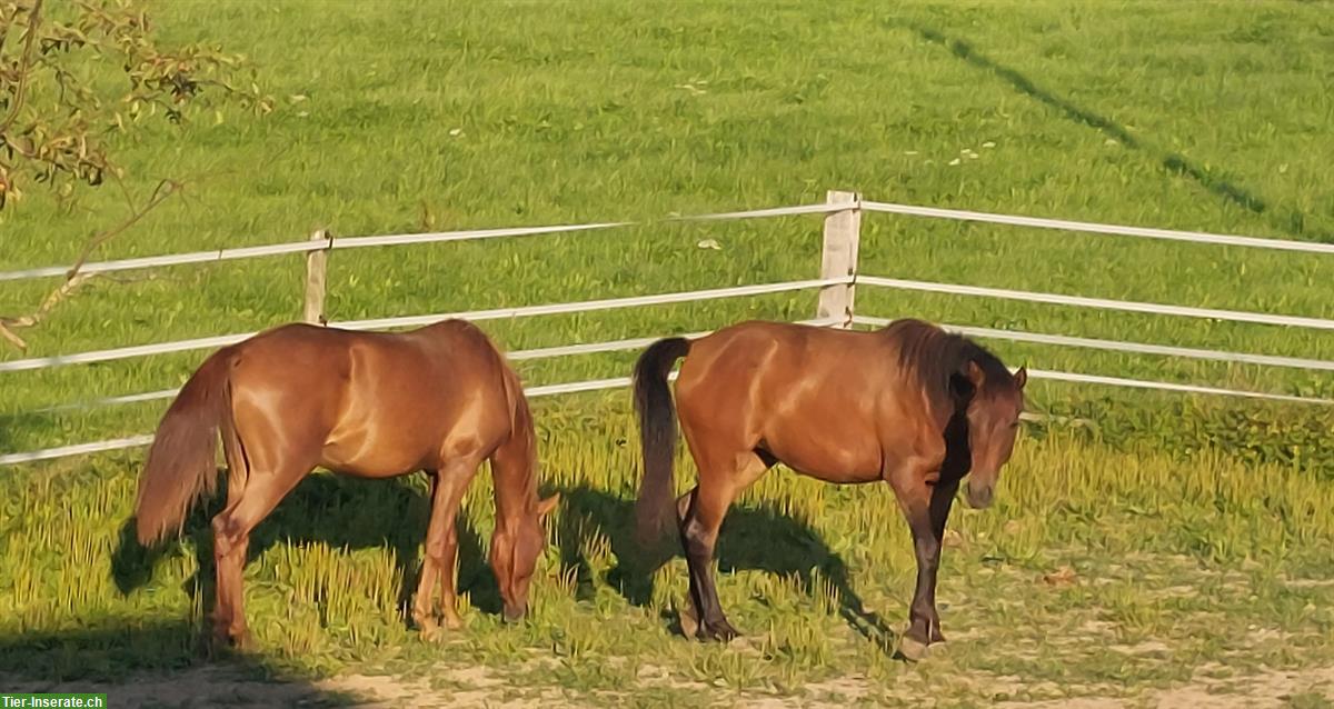 Partbred Araber Stuten zu verkaufen