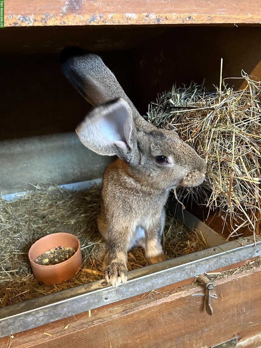 Bild 2: Sehr zahme Belgische Riesen Kaninchen Böcke