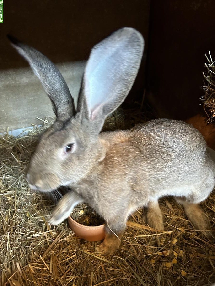 Bild 3: Sehr zahme Belgische Riesen Kaninchen Böcke