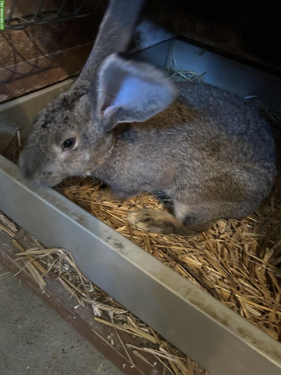 Bild 6: Sehr zahme Belgische Riesen Kaninchen Böcke