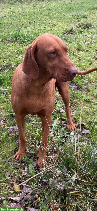 Reinrassige Magyar Vizsla Hündin, 6-jährig