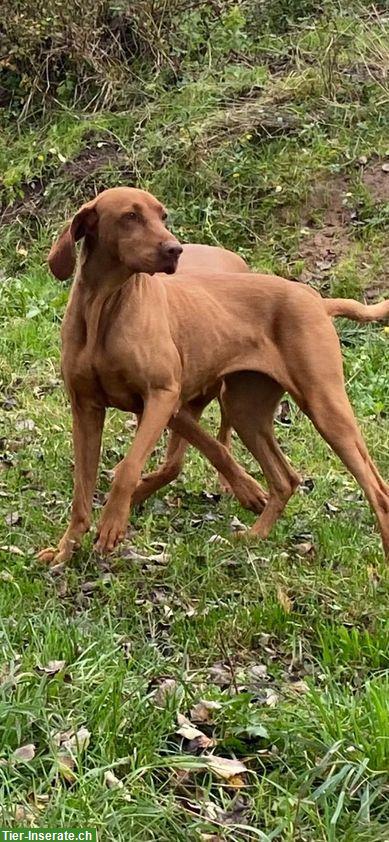 Bild 2: Reinrassige Magyar Vizsla Hündin, 6-jährig