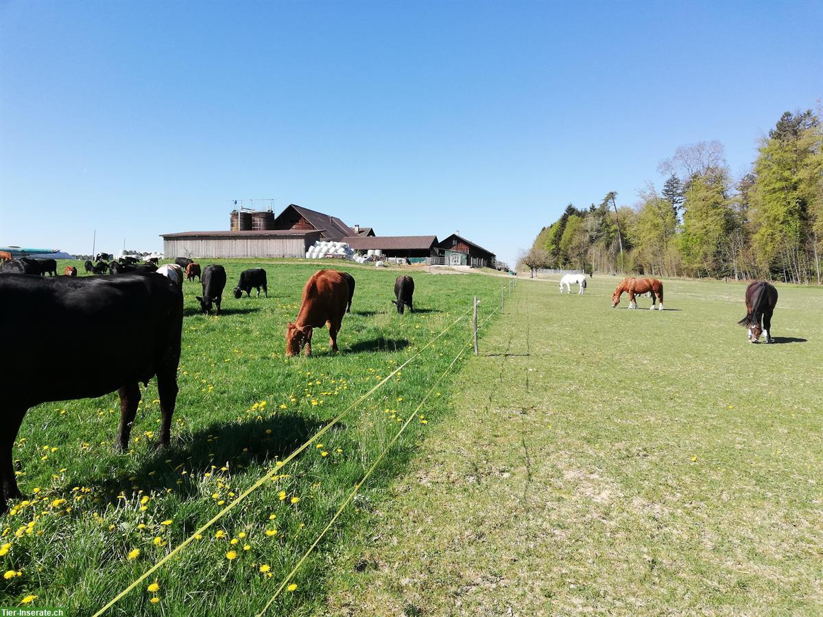 Bild 2: Platz in Offenstall 4-er Gruppe in Lohn-Ammannsegg