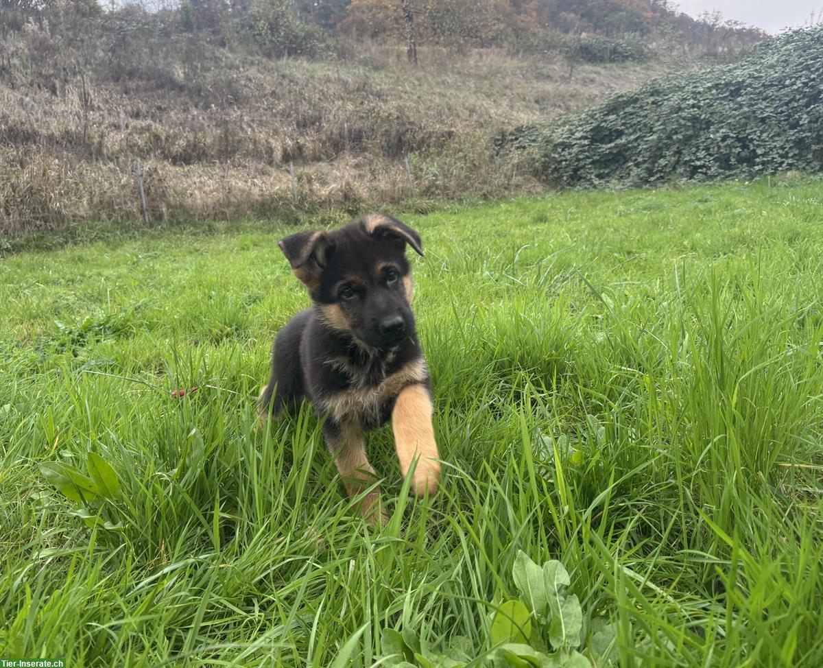 Bild 2: Deutscher Schäferhund, Rüde Welpe mit SKG/SC-Ahnentafel