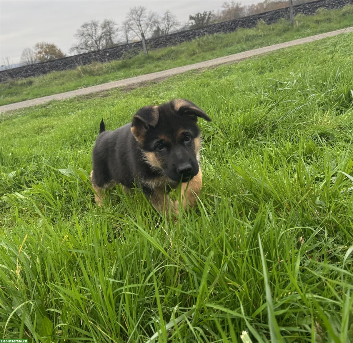 Bild 3: Deutscher Schäferhund, Rüde Welpe mit SKG/SC-Ahnentafel