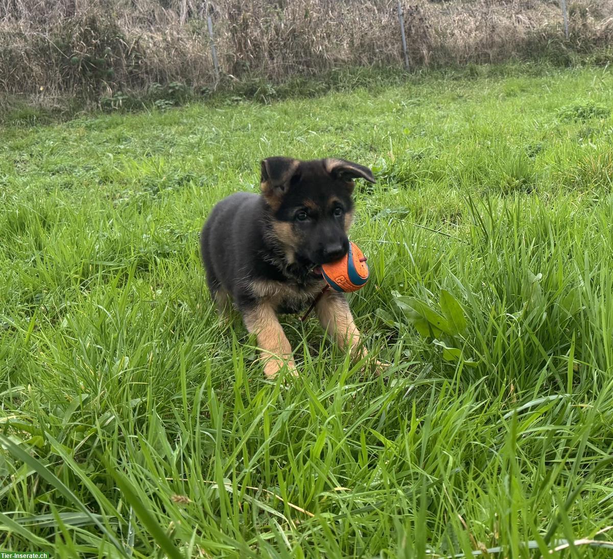 Bild 4: Deutscher Schäferhund, Rüde Welpe mit SKG/SC-Ahnentafel