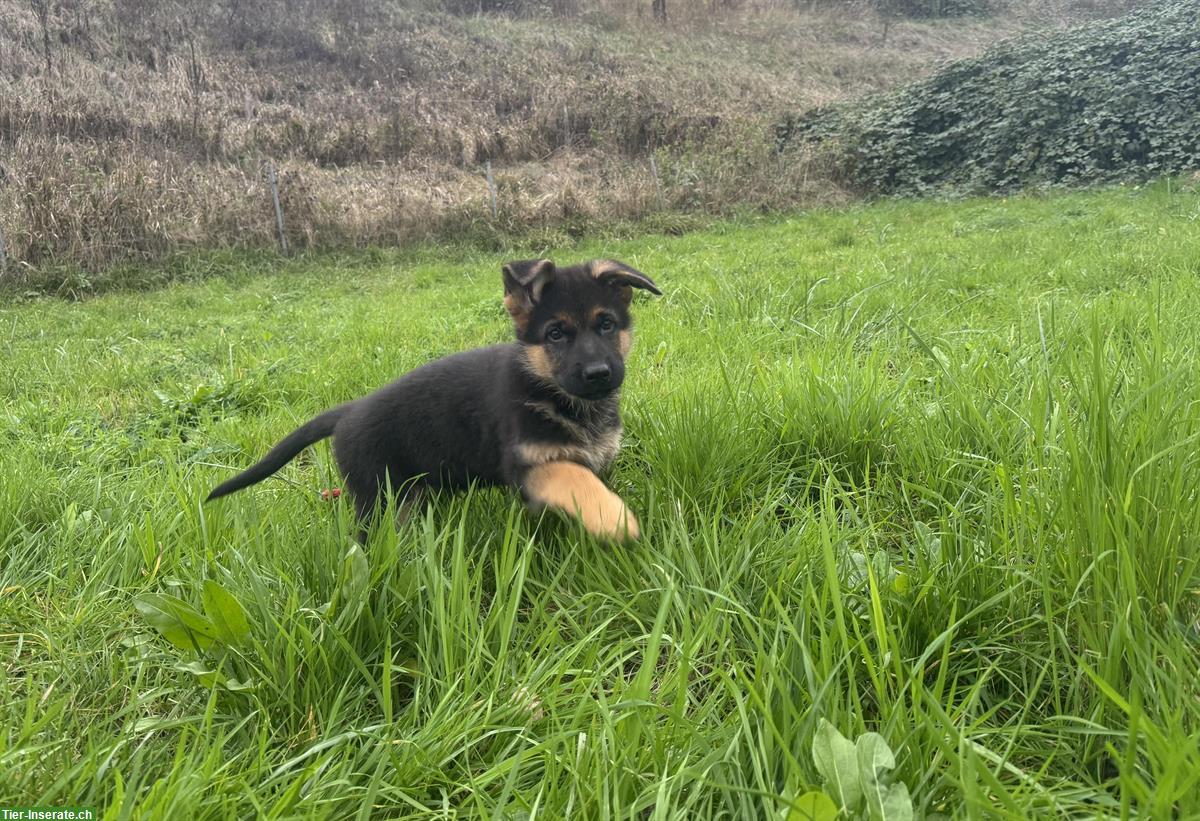 Bild 5: Deutscher Schäferhund, Rüde Welpe mit SKG/SC-Ahnentafel