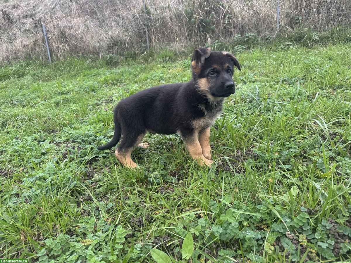 Bild 6: Deutscher Schäferhund, Rüde Welpe mit SKG/SC-Ahnentafel