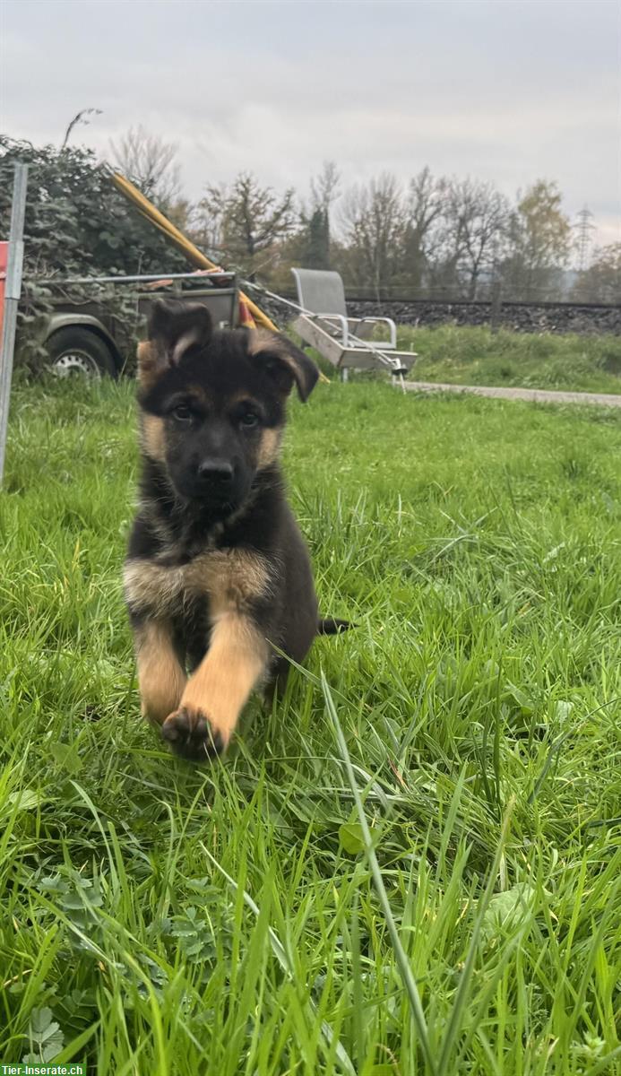 Bild 7: Deutscher Schäferhund, Rüde Welpe mit SKG/SC-Ahnentafel