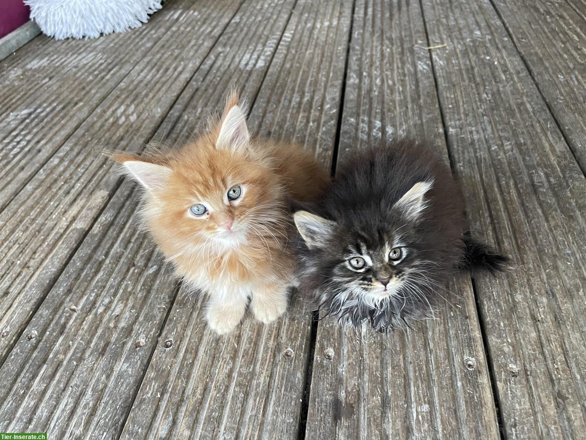 Maine Coon Kitten, weiblich + männlich mit Stammbaum