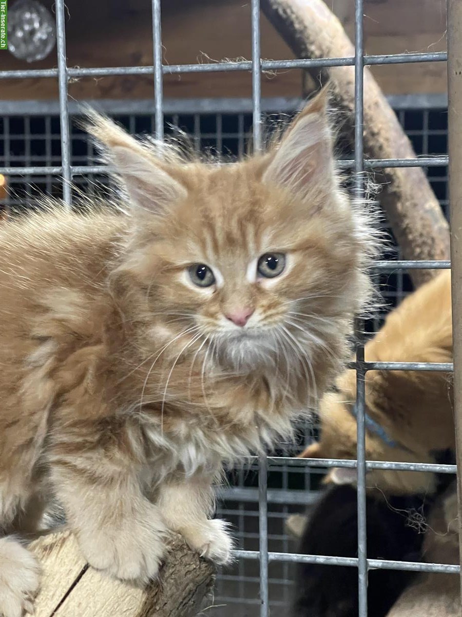 Bild 10: Maine Coon Kitten, weiblich + männlich mit Stammbaum