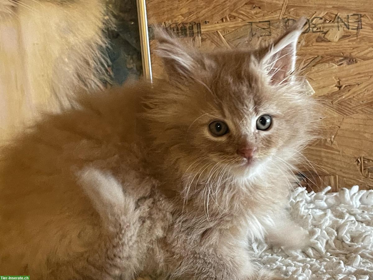 Bild 6: Maine Coon Kitten, weiblich + männlich mit Stammbaum