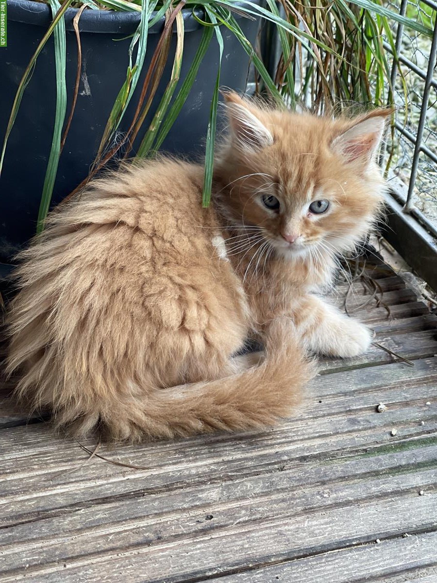 Bild 7: Maine Coon Kitten, weiblich + männlich mit Stammbaum