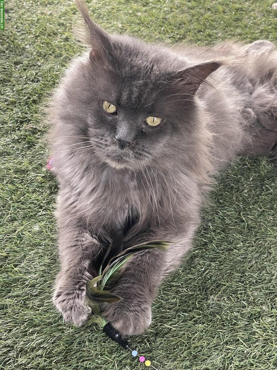 Maine Coon Deckkater steht Katzendamen zur Verfügung