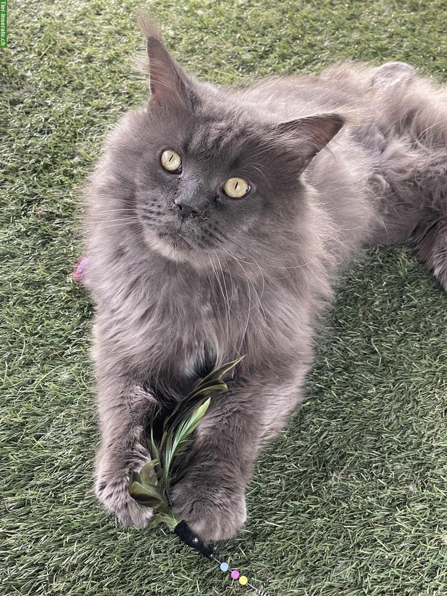 Bild 4: Maine Coon Deckkater steht Katzendamen zur Verfügung