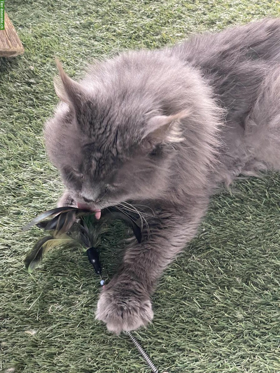 Bild 5: Maine Coon Deckkater steht Katzendamen zur Verfügung