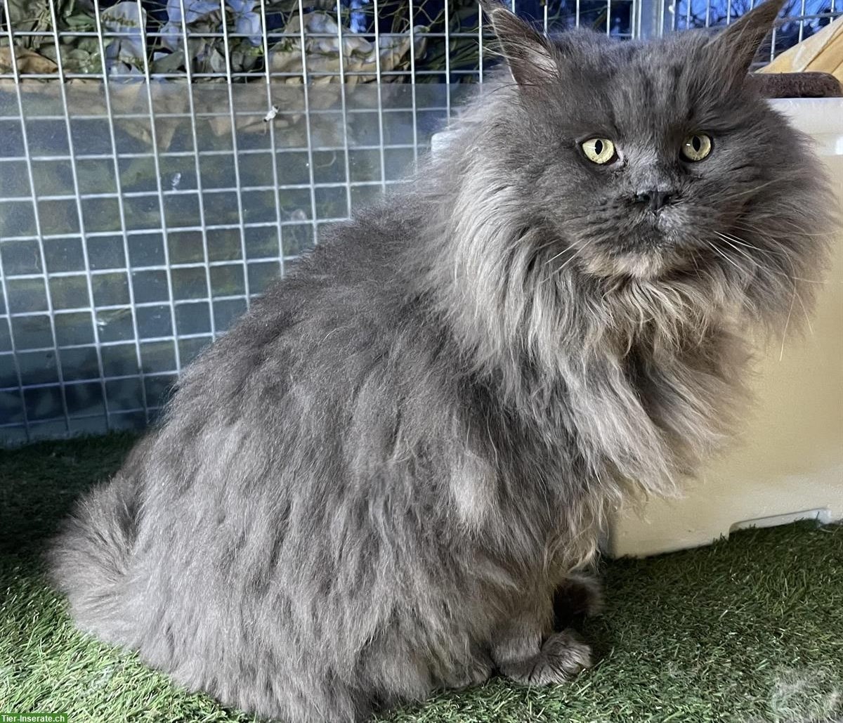 Bild 8: Maine Coon Deckkater steht Katzendamen zur Verfügung