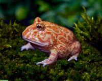 Schmuckhornfrosch / Pacman frog gesucht