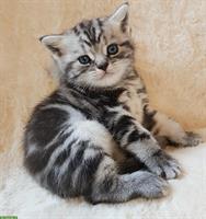 BKH Katzenbabys in Black silver classic tabby mit Stammbaum