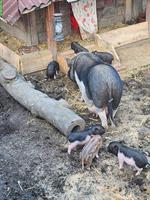 Little Minipigs mit Stammbaum zu verkaufen