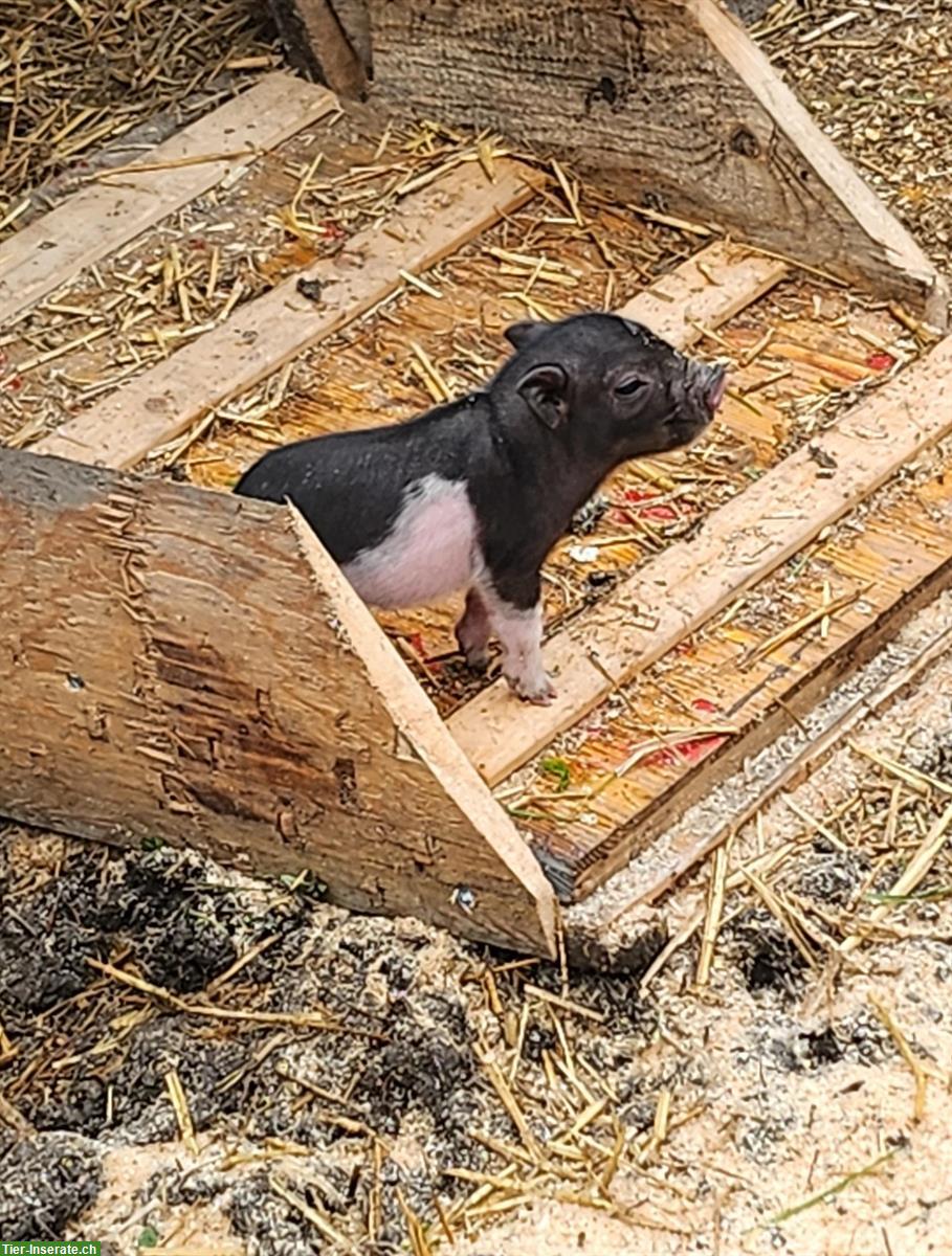 Bild 2: Little Minipigs mit Stammbaum zu verkaufen