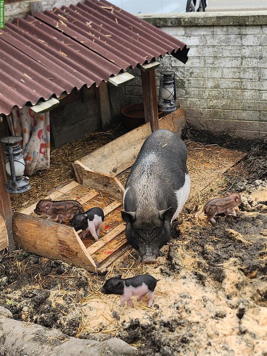 Bild 3: Little Minipigs mit Stammbaum zu verkaufen