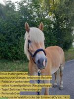 Treue Haflinger Stute sucht zuverlässige Reiterin