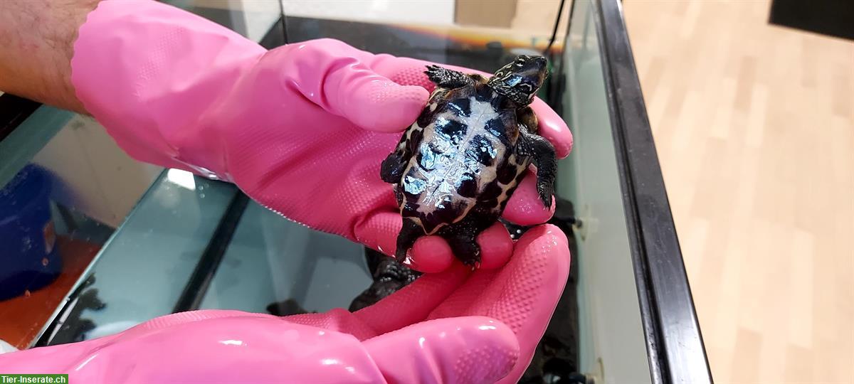 Bild 4: 3 Wasserschildkröten: 1x Mauremys Sinensis, 2x Mauremys Reevesii