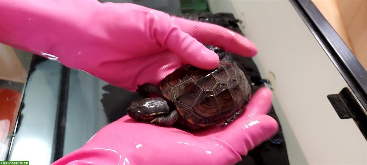 Bild 5: 3 Wasserschildkröten: 1x Mauremys Sinensis, 2x Mauremys Reevesii